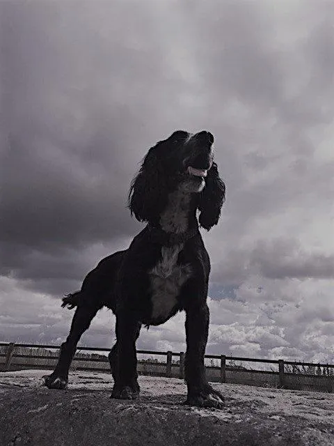 Death By Dog – Michelle Crowther